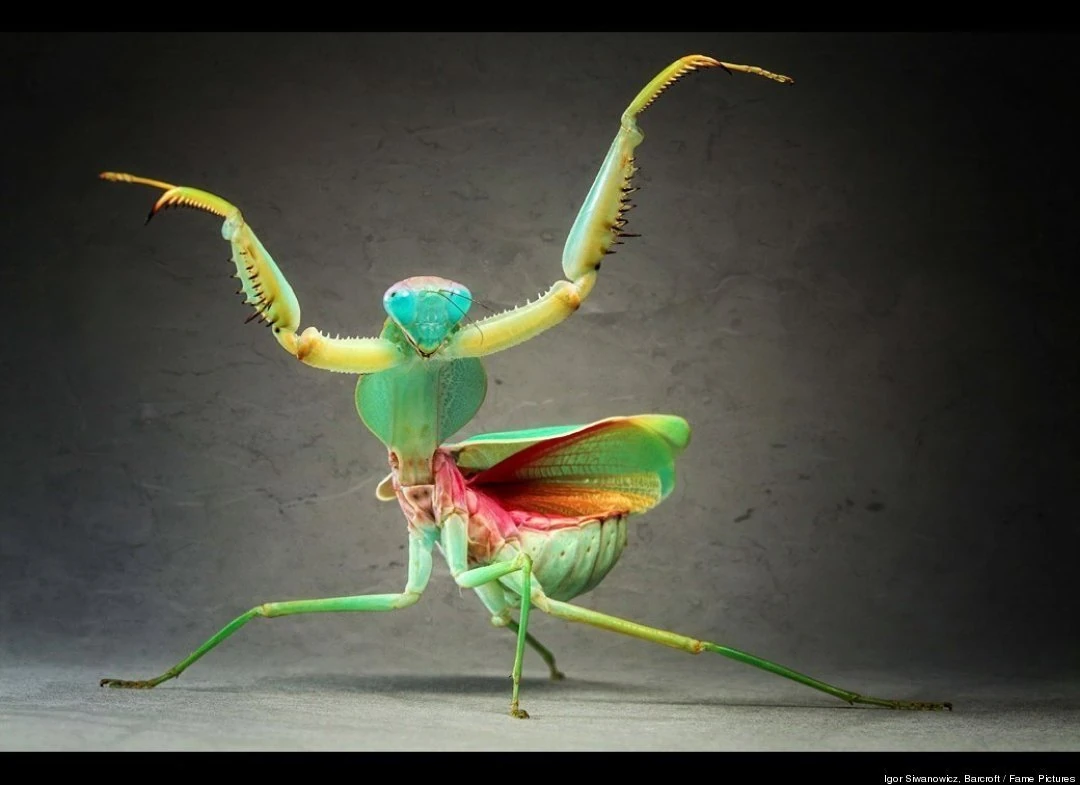 external image PRAYING_MANTIS.jpg
