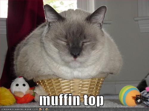 Funny-pictures-fat-cat-in-basket-funny-fat-cats.jpg
