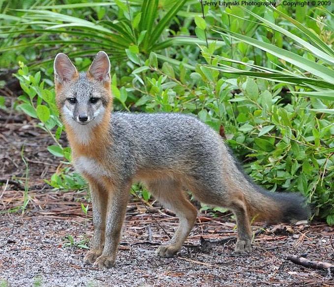 Grey Fox Animal Of The World Wiki