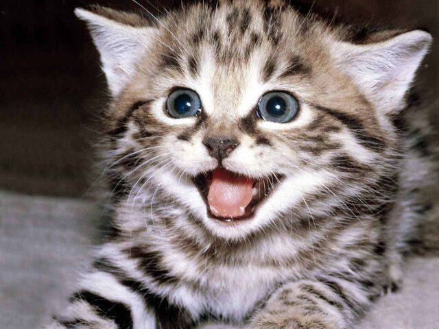 640px-HappyCat.jpg