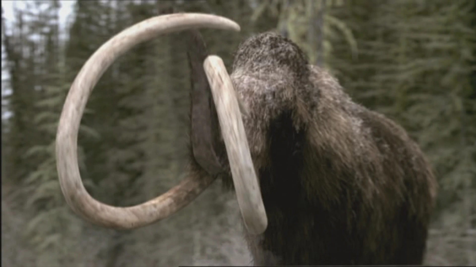 Woolly mammoth Walking With Wikis the free Walking with... encyclopedia