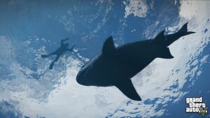 800px-Requin-GTAV-prerelease