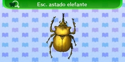 Escarabajo_Astado_Elefante_NL.png