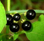 Nightshade