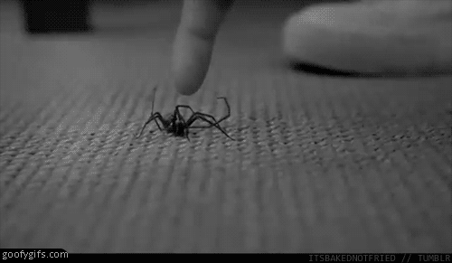 Funny-gifs-strong-spider.gif