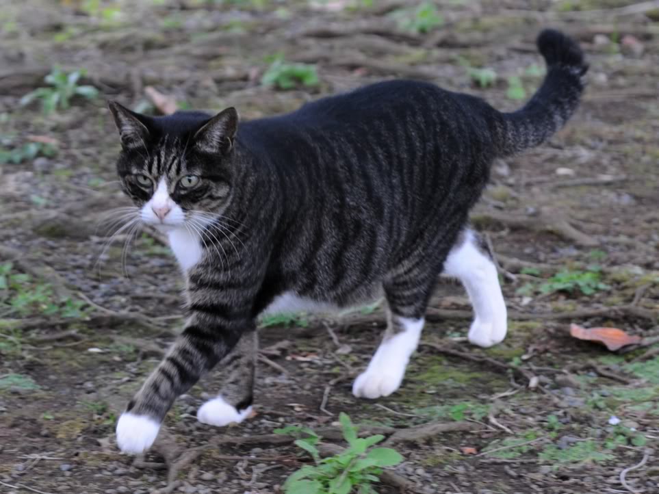 tabby cat white and black