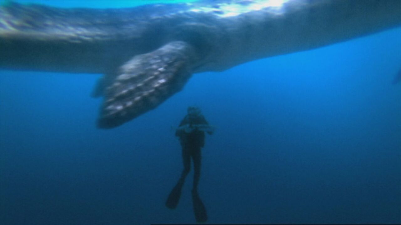 arctic mosasaur