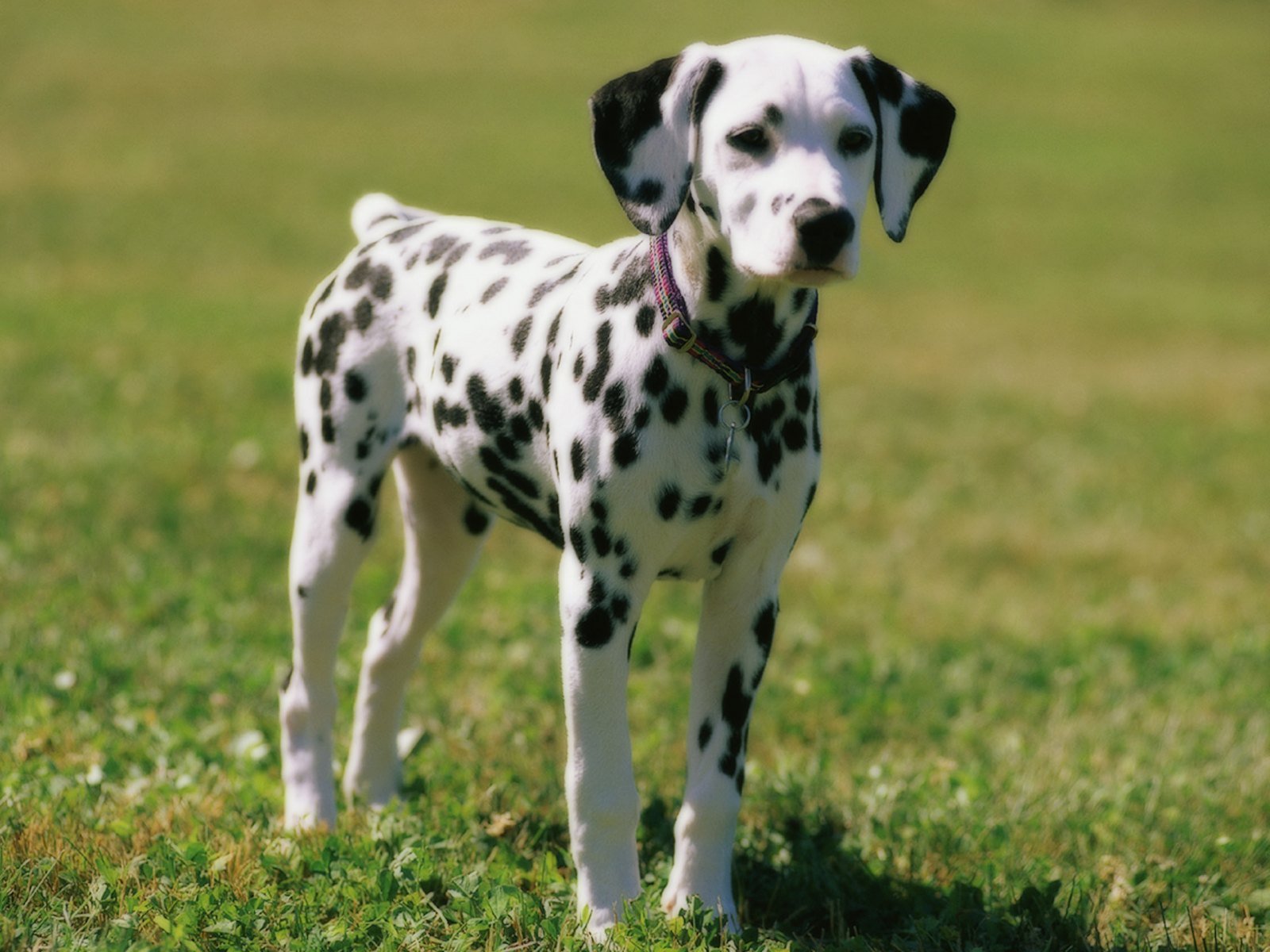 Dalmata Imagui