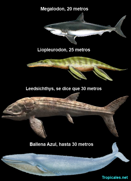 Prehistoric Animal Sizes - Prehistoric Wiki