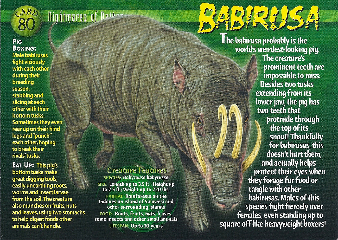 Babirusa_front.jpg