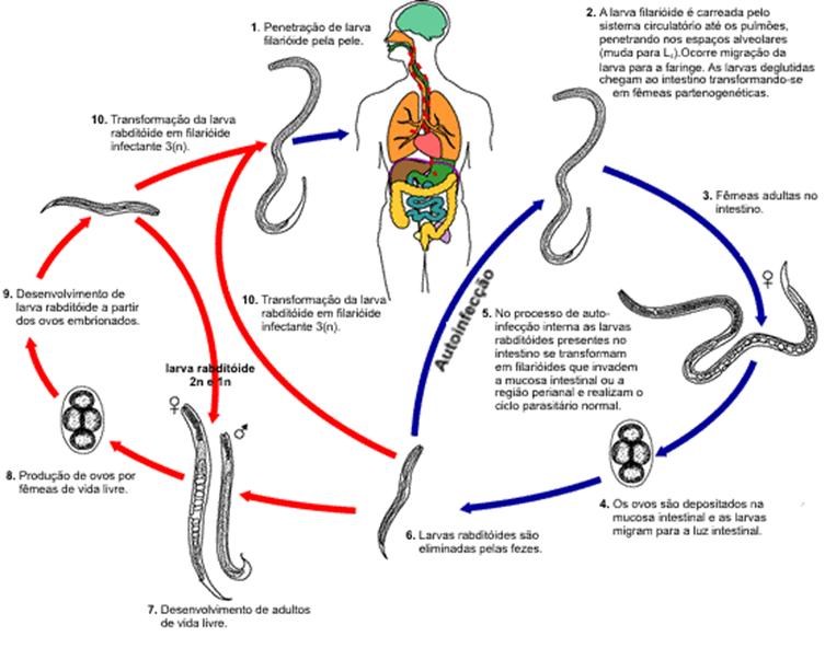 Strongyloides Stercoralis Wiki Aia 13 17 1368