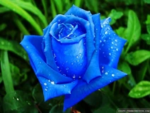 Beautiful-blue-rose
