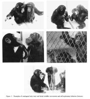 Povinelli (1993) pictures