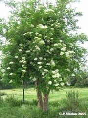 Elder