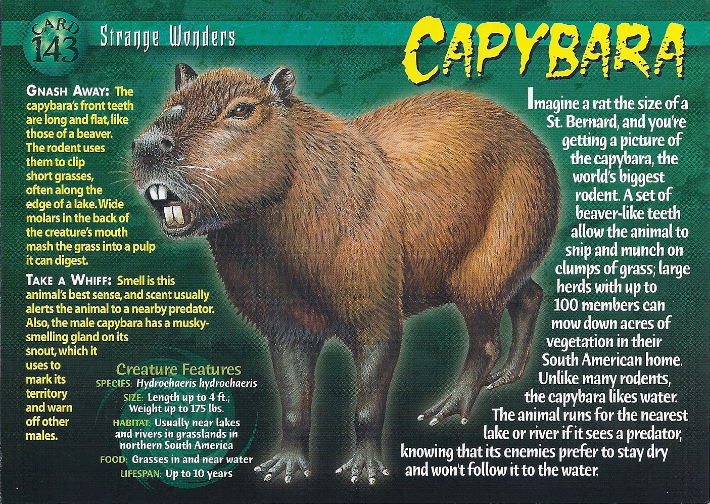 capybara republic