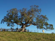 Acacia