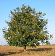 Walnut