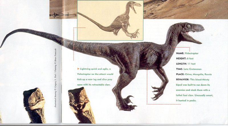 velociraptor dimensions