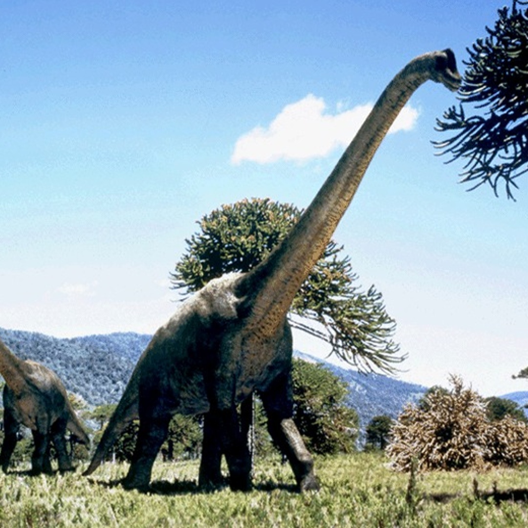 long dinosaur