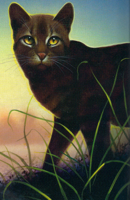 Warrior Cats Fetzenstern Warrior Cats Fetzenstern