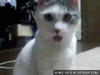 http://img2.wikia.nocookie.net/__cb20131123143442/vampirediaries/images/e/e6/Surprised-Cat.gif