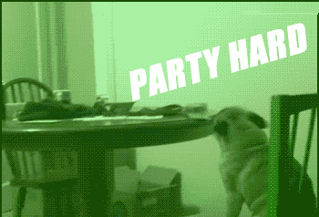 Party_hard_pug.gif
