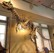 Carnotaurus sastrei, Ottawa