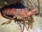 Spiny lobster