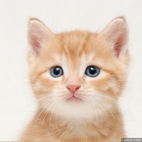 GATO TIERNO gato tierno: