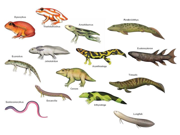 Amphibian - Dinopedia - the free dinosaur encyclopedia - Wikia