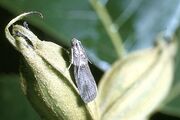 Acrobasis nuxvorella