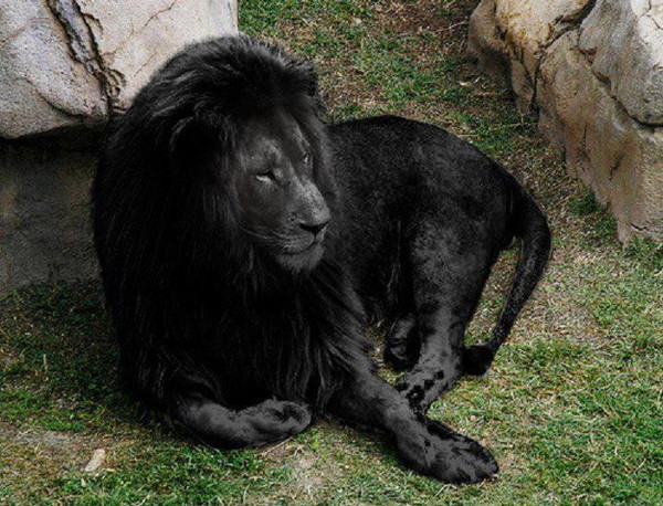 Black Lion - New Cryptozoology Wiki