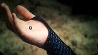 Katniss-Holding-Pearl