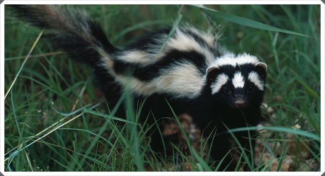 Zorilla - Animal Database