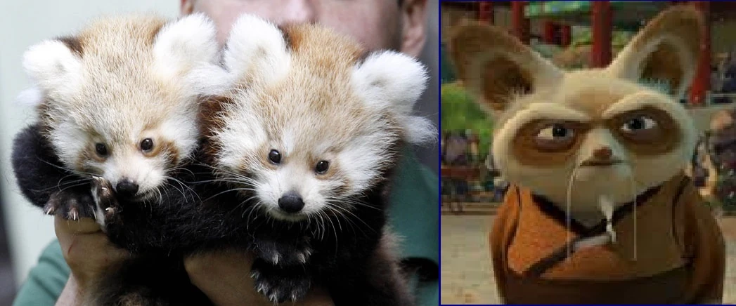 Imagen - Maestro Shifu Panda Rojo.jpg - Kung Fu Panda Wiki - Wikia