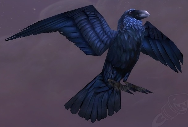 Pet Raven