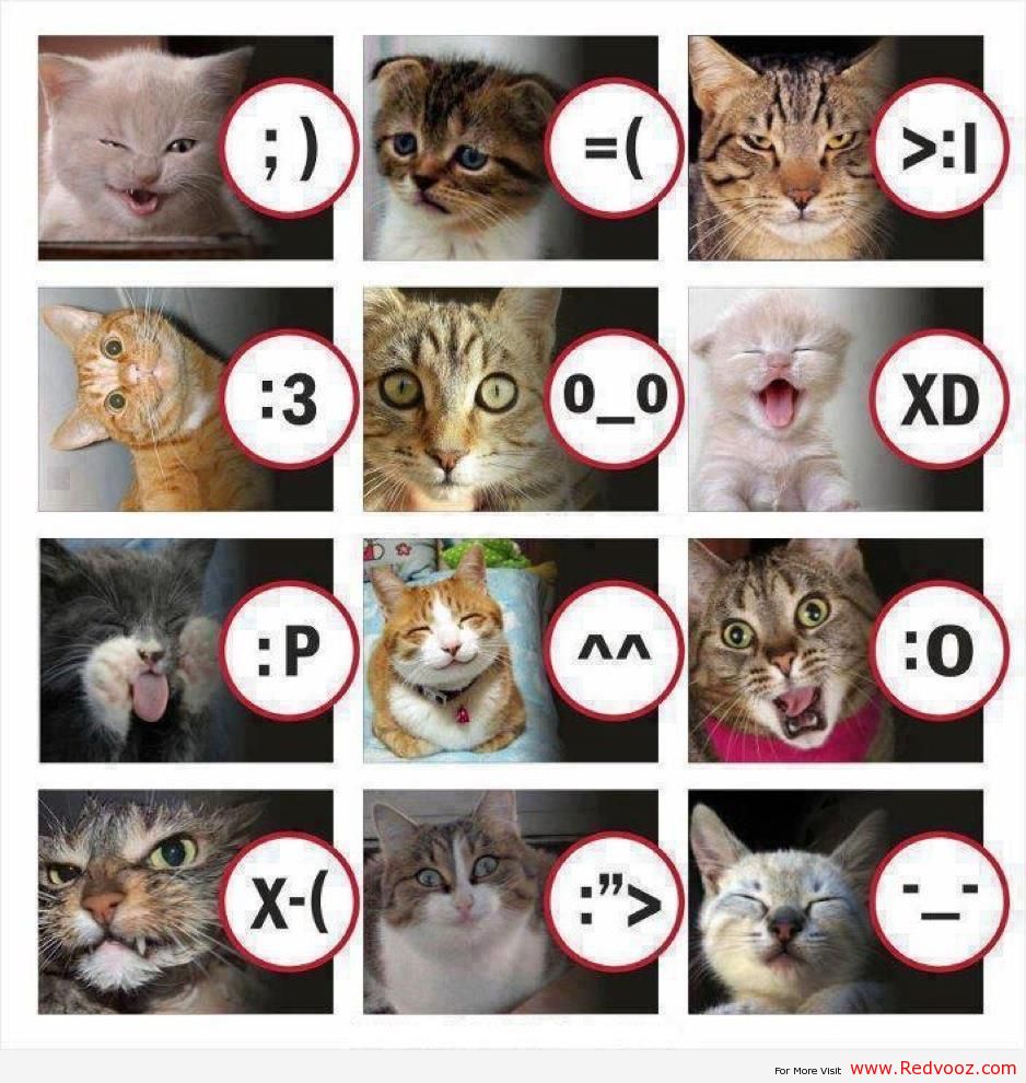 Cat_emoji.jpg