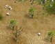 Rabbids