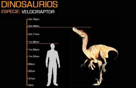 Velociraptor.jpg