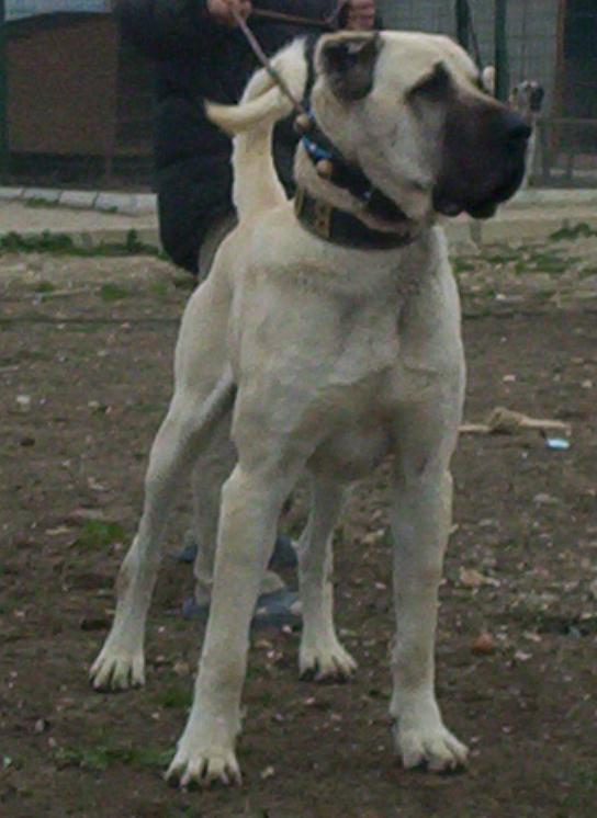 Aksaray Malakli Poochpedia