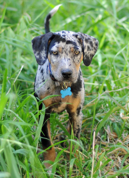 Louisiana Catahoula Leopard Dog - Poochpedia