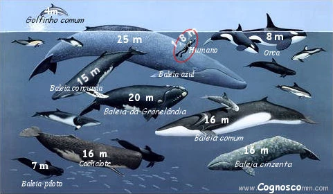 Ficheiro:Baleia-azul-12.jpg - Wiki Mundo Animal - Wikia