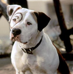 What type of dog was petey in "the little rascals 