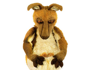 Kasey the Kangaroo