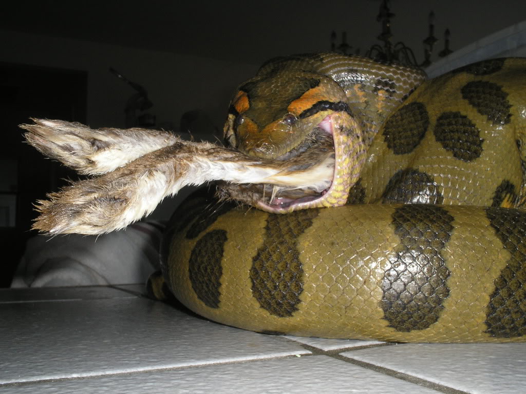 anaconda eating