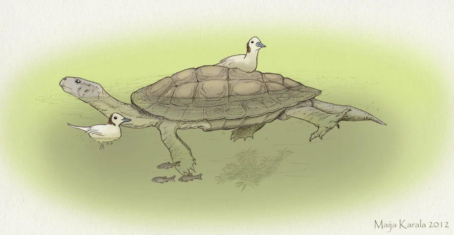 Carbonemys Dinopedia the free dinosaur encyclopedia