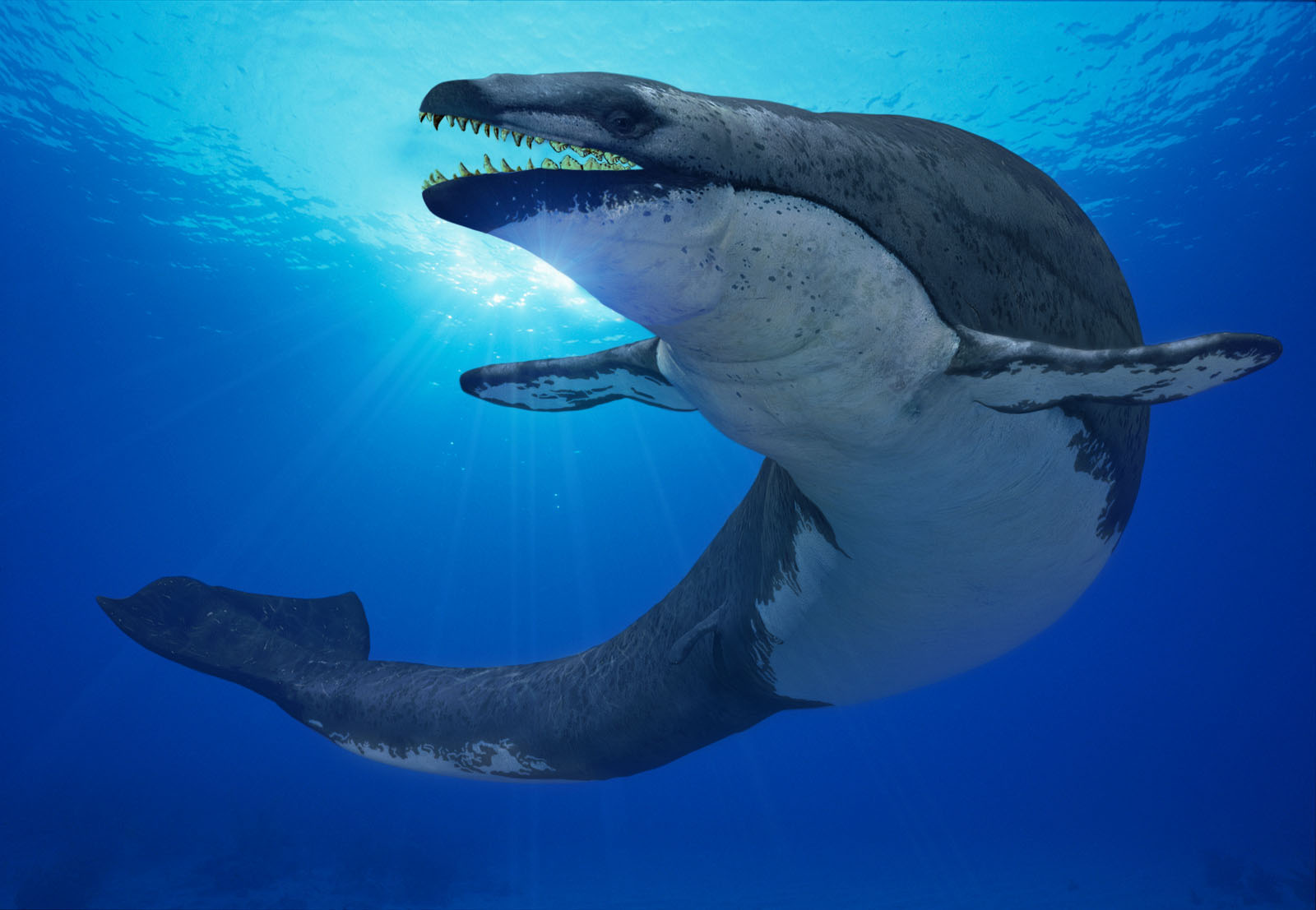 Basilosaurus.jpg