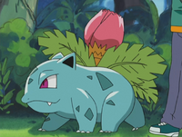 Jimmy Ivysaur