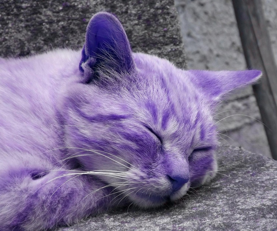Purple Cats - Anime Fangirl Wiki