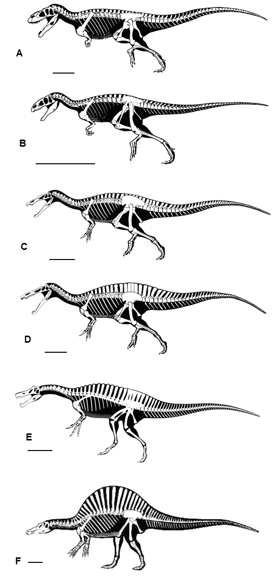 Megalosauroidea Wiki Prehistórico